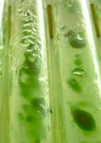 A casa da microalga: migração forçada