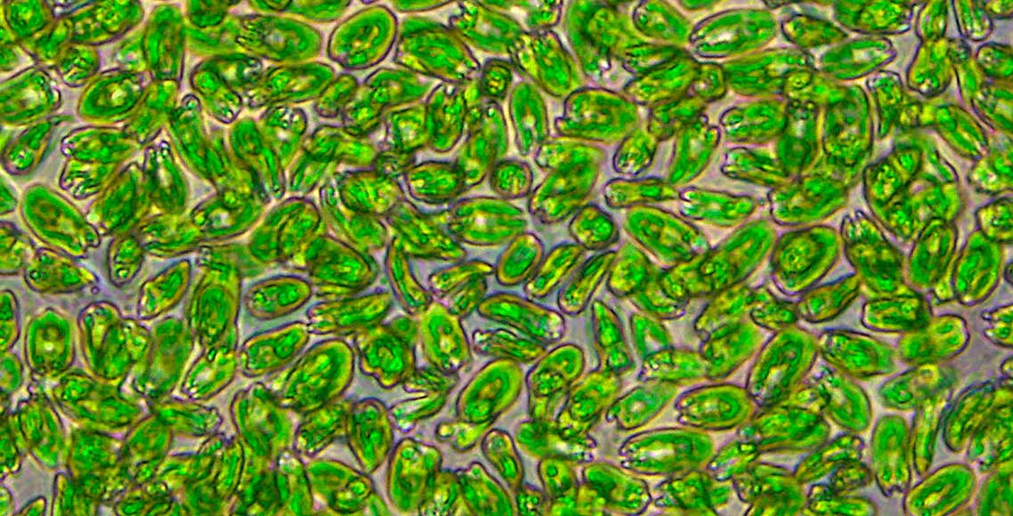 Microalgas: ilimitadas possibilidades?